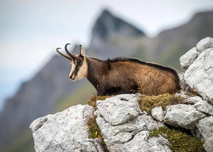 Le Repaire Des Mouflons 1500 * Taninges