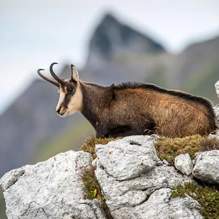 Le Repaire Des Mouflons 1500 Lejlighed Taninges